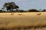 BOTSWANA Roberto e Lidia - 056